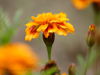 Tagetes