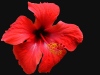 Hibiskusblüte