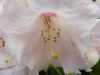 Rhododendron