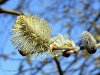Weidenkätzchen