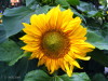 Sonnenblume