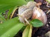 Weinbergschnecke