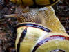 Hainb&auml;nderschnecke
