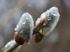 Weidenkätzchen Weidenkätzchen