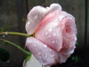Rose im Regen Rose im Regen